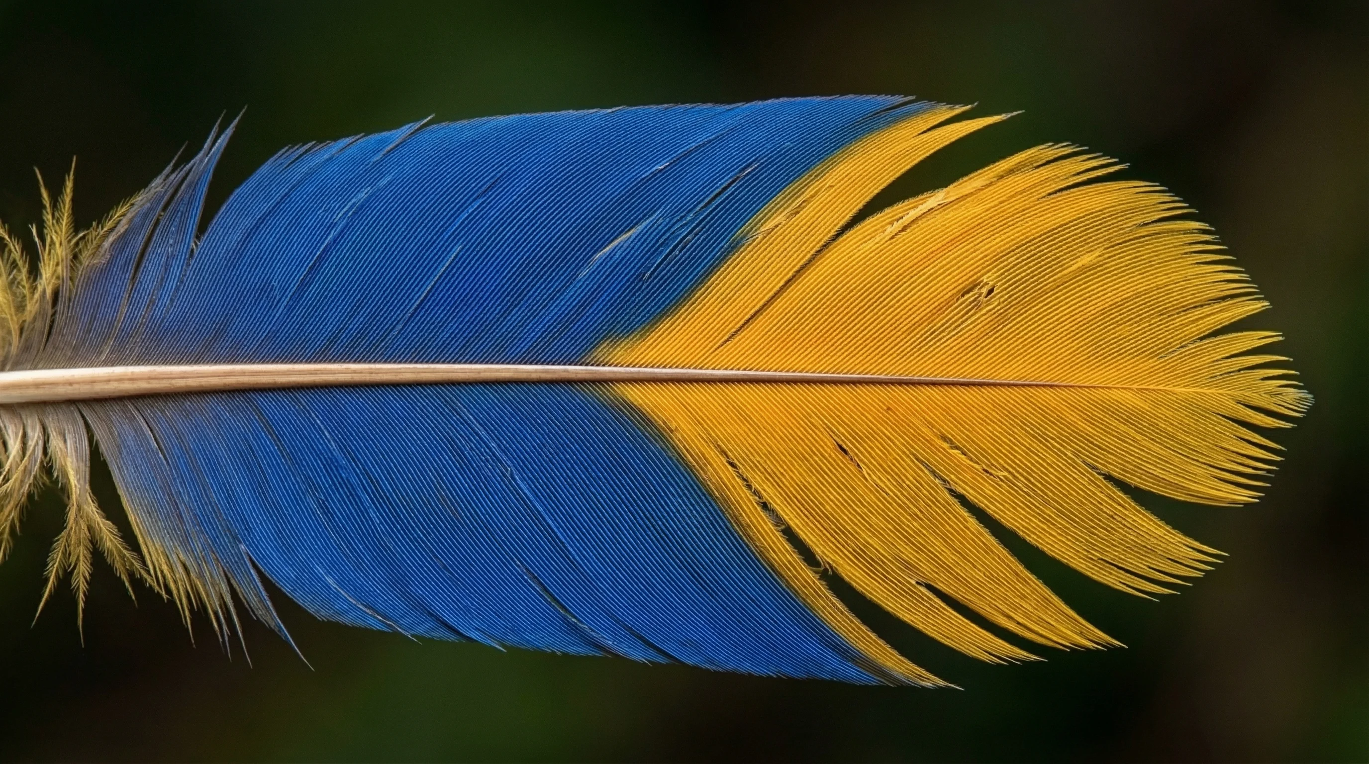 Extreme close-up macro shot of a colorful parrot feather showing 8K resolution detail